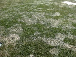 Snow Mold